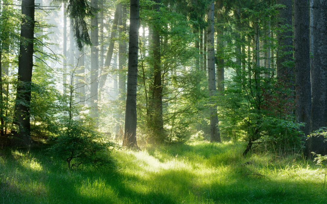 Klimaschutz durch Holzbau